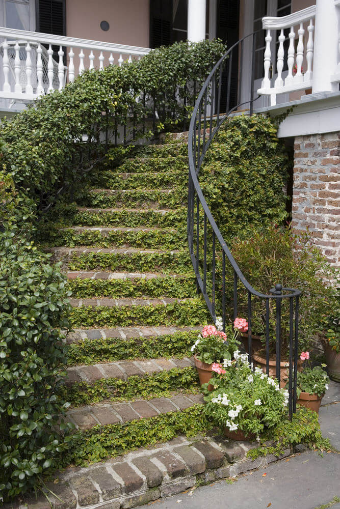 Crawling vines are allowed to completely cover one side of the iron railing for this grand outdoor staircase The vines have also crawled across the stairs’ risers and have entirely taken up the back Crawling vines are able to add character as landscape cover