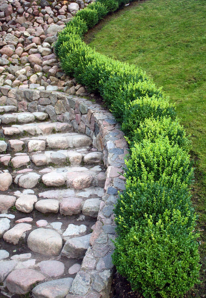 Boxwood hedges are seen snaking through a largely pebbled garden pathway leading to the garden’s pebbled steps