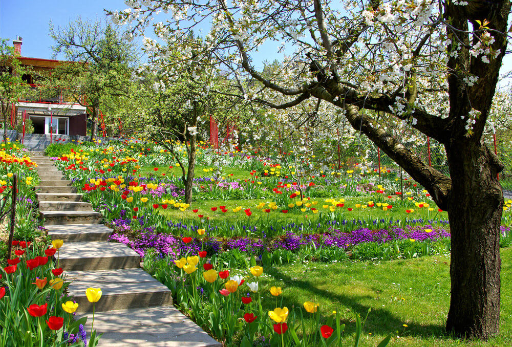 This spring garden comes alive with the flowering tree setting the stage for a wild display of yellow and red tulips, purple flowers, and evergreens It seems celebratory just to walk the concrete steps of the garden in the middle of this vast parade of beauty