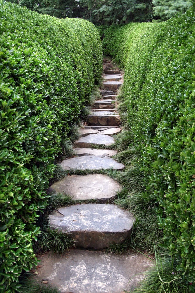 The looming boxwood hedges keep a narrow path on this one-stoned garden step creating an atmosphere of both intimacy and privacy