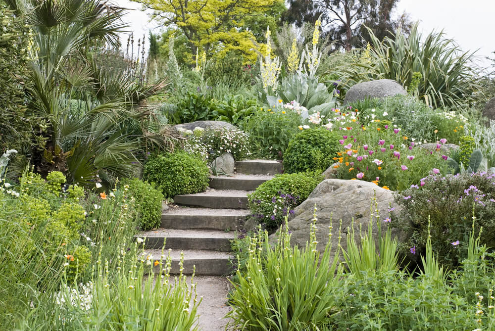 A mixture of evergreens, shrubs, perennial flowers, and indoor palm trees and huge dark-colored boulders make way for the concrete garden steps in their midst The steps appear to lead nowhere as the invasion of the green shrubs seems to have sealed the direction