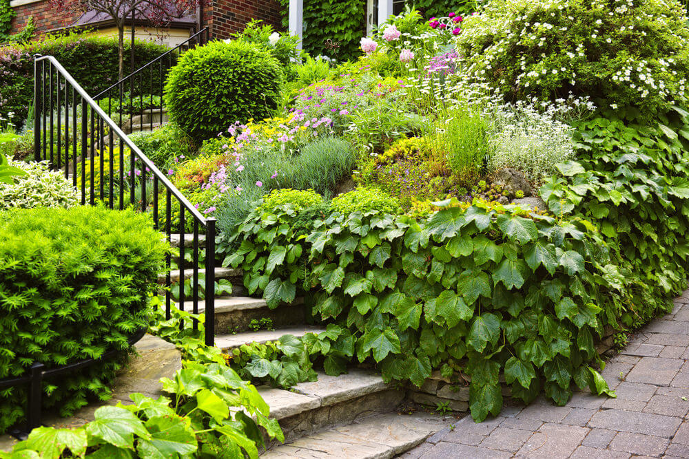 Maple-leaf arrow-wood shrubs make for a decorative exterior of the outdoor garden Low-lying shrubs of various types follow the direction of the staircase but keep the iron railing completely untouched