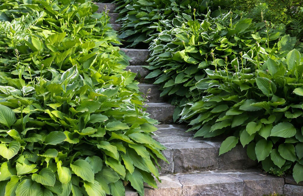 Leafy shrubs and gilt edge silverberries take up most of the side space in these stone garden steps, making for a narrow pathway