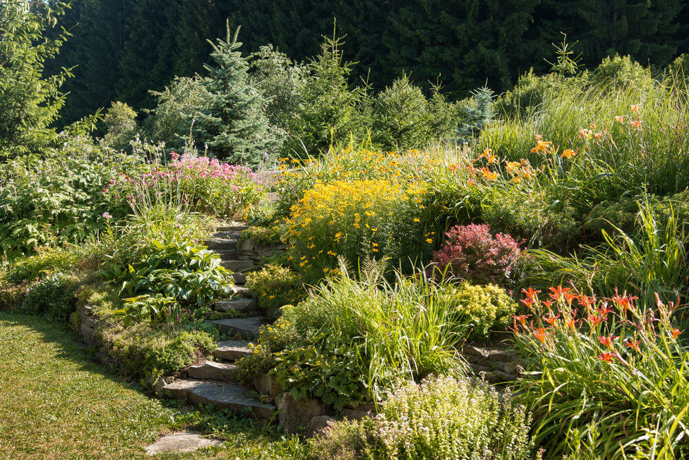 Slabs of stone garden steps snake its way through this garden of flowered shrubs and pines