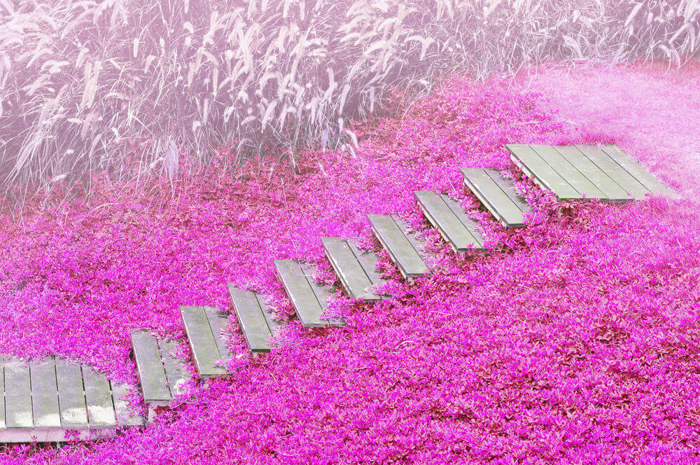 Wooden garden steps peek out from a carpet of festive pink flowers The stunning glow of this pink garden will leave your senses entirely in rapture