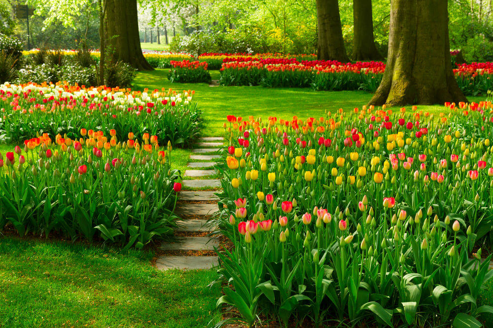 This garden of tulips is so spectacular to behold it’ll take a minute or two before you notice the stone garden steps at the center The beautiful tulips are kept well-lined, making them a harmonious sight in between the gigantic garden trees